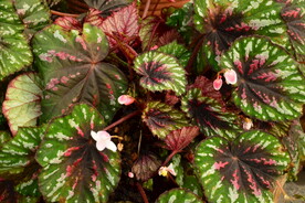 温室花草