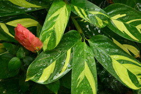 温室花草