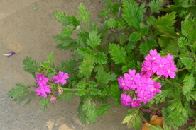 园林花草 