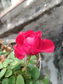 花骨朵儿