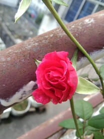 鲜花写真