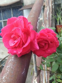鲜花特写