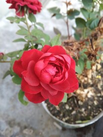 种月季花