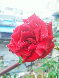 花珠子