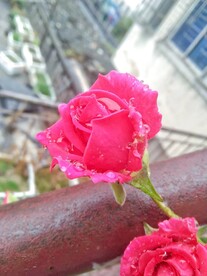 雨中月季