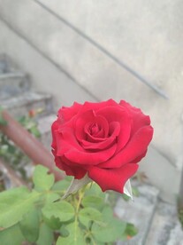 种月季