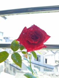 月季花开了