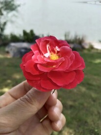 一朵月季