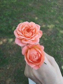 橘粉月季