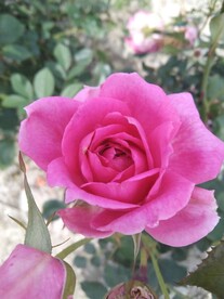 月季花开