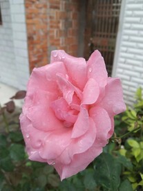 粉月季