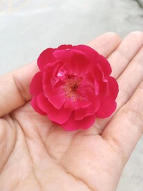 月季花