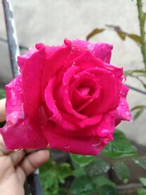 雨中的月季