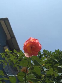 阳光下的月季