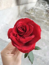红玫瑰