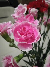 康乃馨花