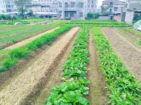 种菜种地 菜地