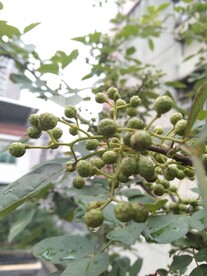 花椒树