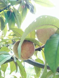 桃子结果
