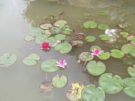 莲花