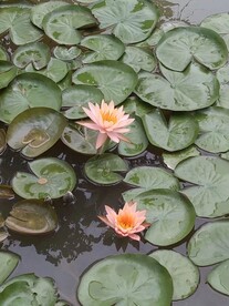 莲花