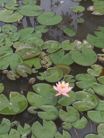 粉莲花