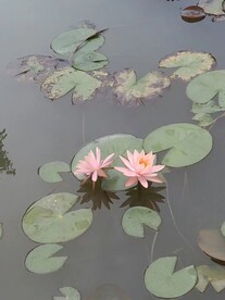 睡莲