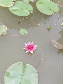 莲花
