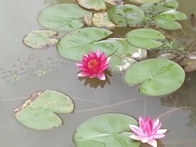 睡莲
