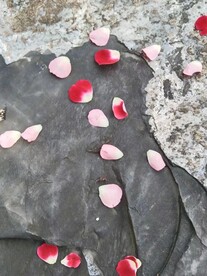 花瓣