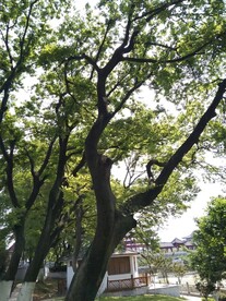 大树