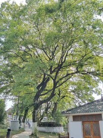 公园绿树