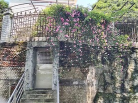 月季花