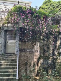 月季花