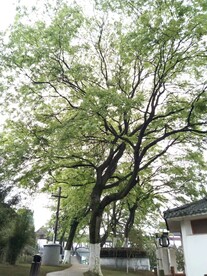 参天大树