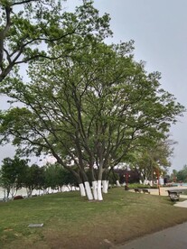 绿树
