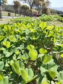 四叶草