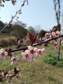 腊梅