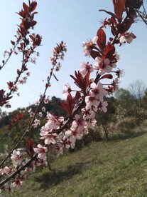 腊梅