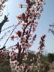 梅花枝头