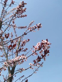 梅花