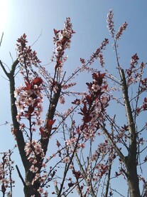 阳光下的梅花
