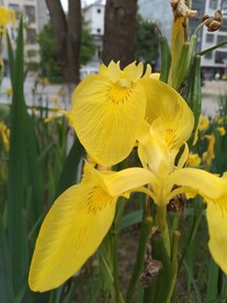 鸢尾花