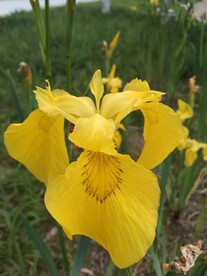 黄蝴蝶花