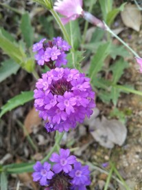 绣球花