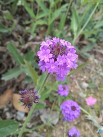 路边花