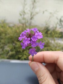 一枝花