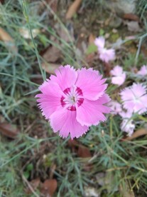 小花