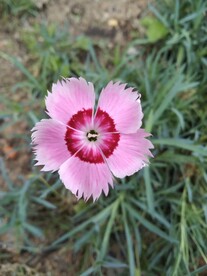 小野花