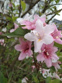 粉花朵